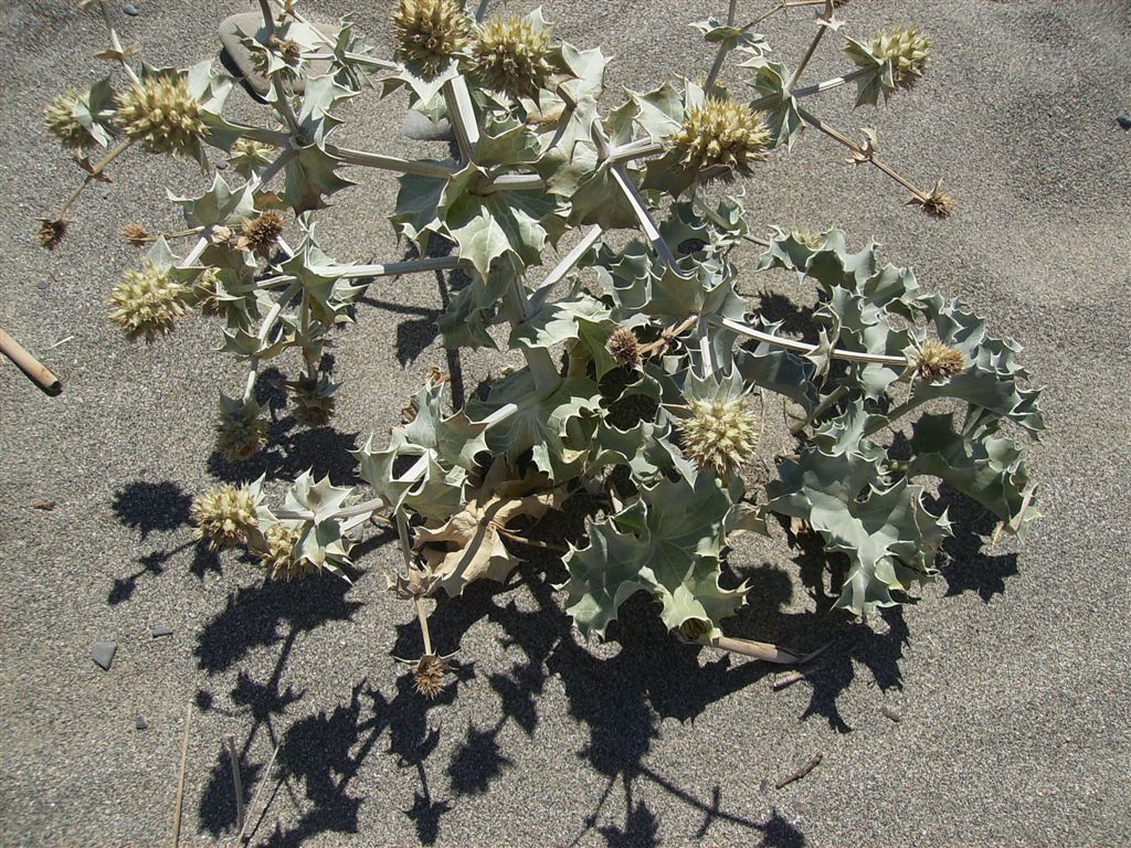 Eringium maritimum